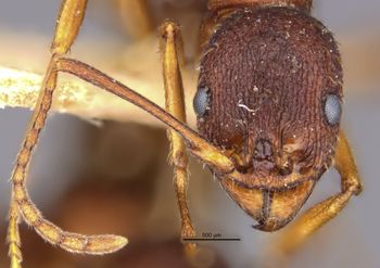 Media type: image;   Entomology 20613 Aspect: head frontal